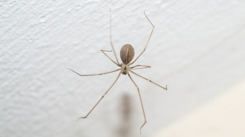 spider on textured ceiling