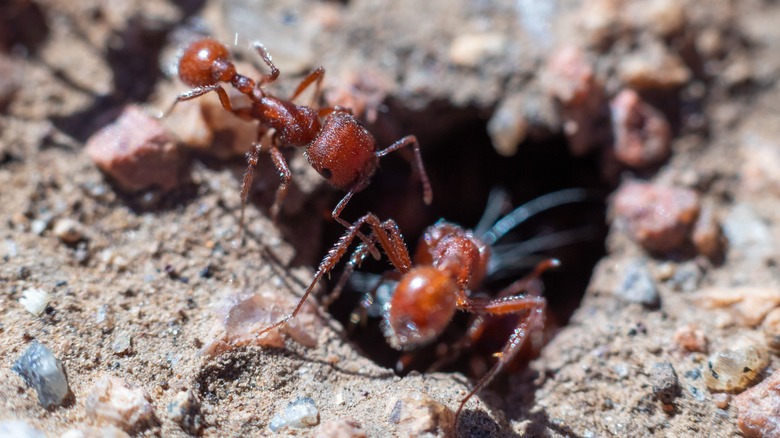 ants entering their nest