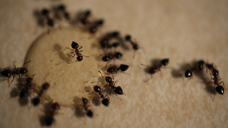 homemade Borax ant bait