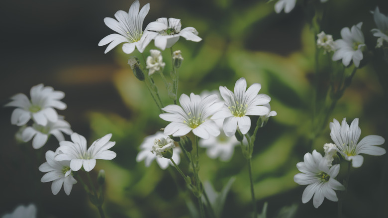 chickweed flowers