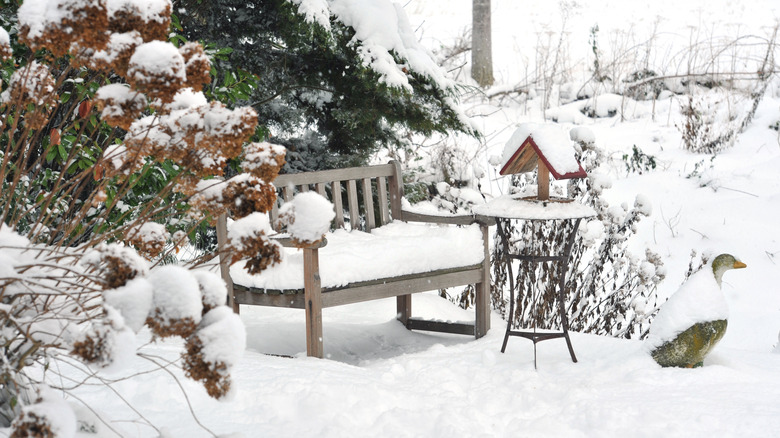 snow covered garden