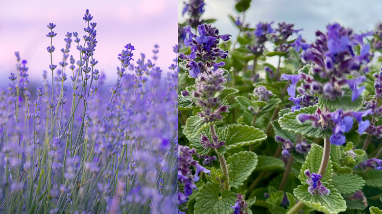 Left, lavender plants blooming in a field; right, catmint stalks with purple blooms