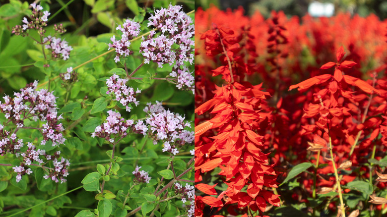 At left, flowering oregano with light purple blooms; right, stalks of salvia with red blooms