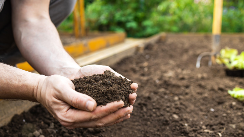 Person cupping soil above garden bed