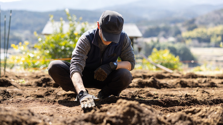 Gardener prepping soil for planting