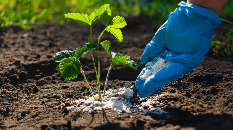 A close-up of a hand in a blue glove adding fertilizer to the soil surrounding a young strawberry plant.