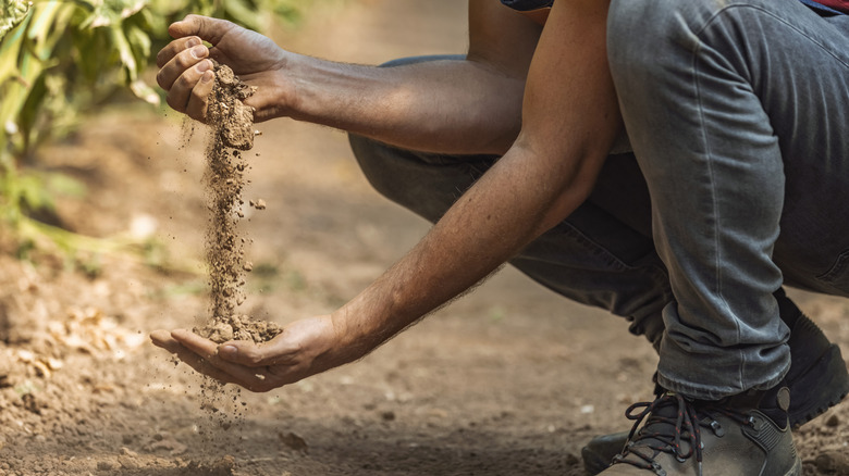 A close up of a farmer crouching down and using his hands to test the health of the soil.