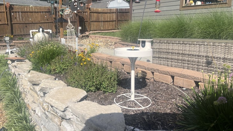 Birdfy's Smart Bird Bath with Camera in a garden setting