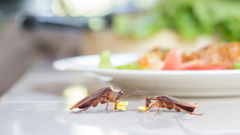 cockroaches feeding on food scraps