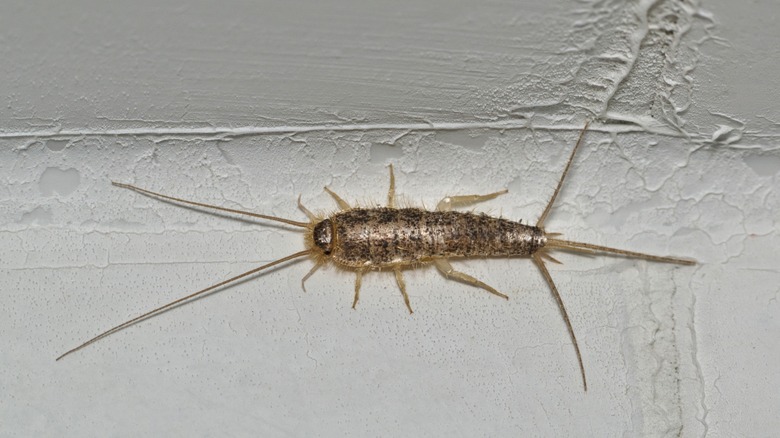 Silverfish on wall