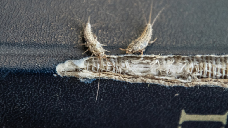 Silverfishes on book