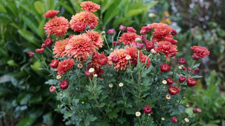 Red chrysanthemum blooms