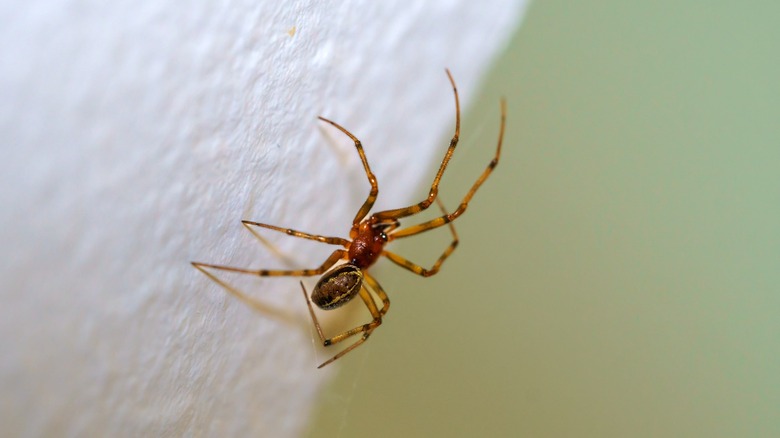 Brown spider on white surface