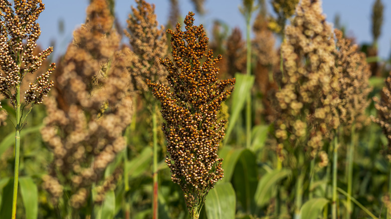 close up of sorghum