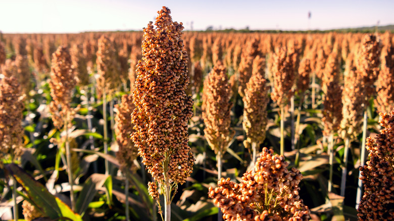 sorghum in a field