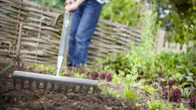 man putting rake in ground 
