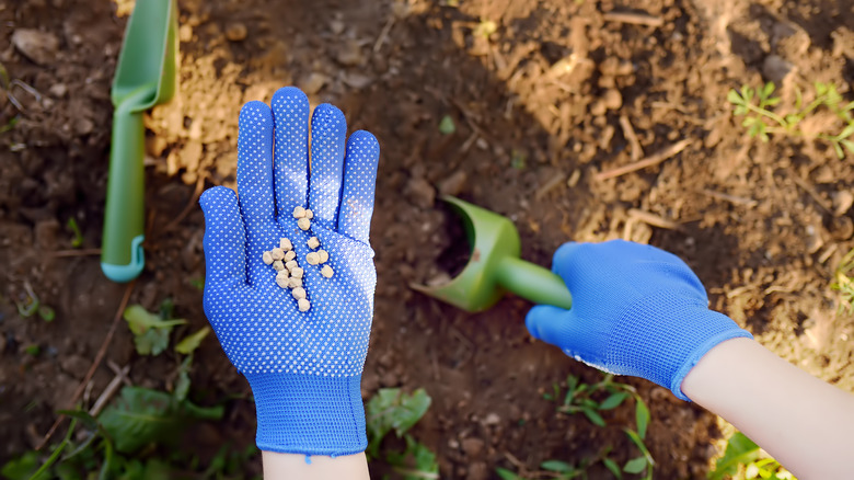 digging holes for seeds 