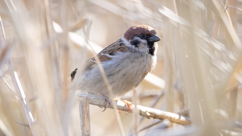 Sparrow perched on ornamental grass