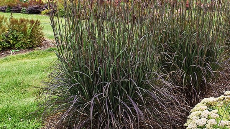 Blackhawks Big Bluestem