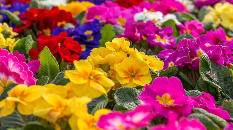 bright colorful flowers in garden