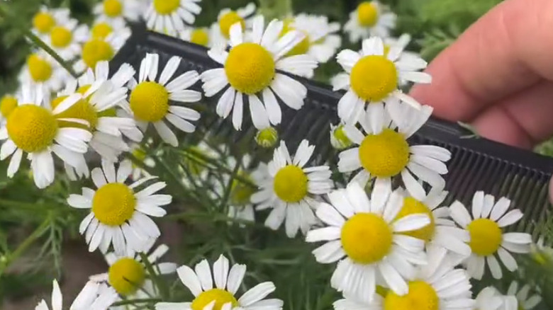 Hand using a comb to harvest chamomile flowers