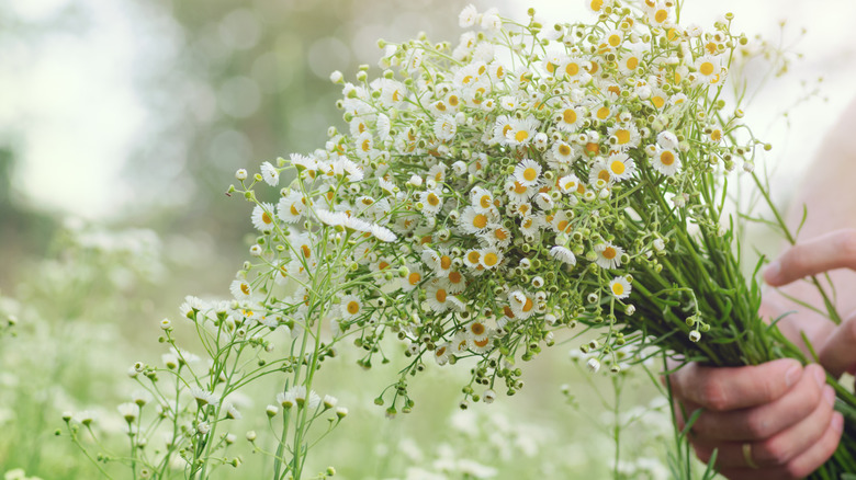 Hand holding a bundle of freshly harvested flowers in a field of flowers