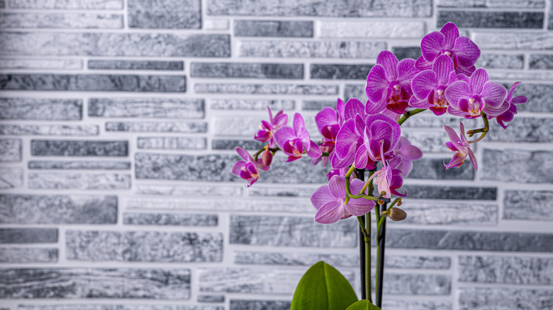 Purple orchids bloom indoors against a backdrop of stacked gray brick.