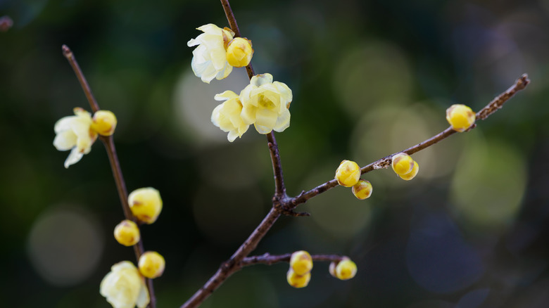 Allspice growing in Japan has delicate creamy yellow blossoms on purple brown branches