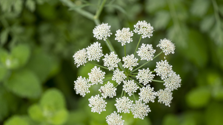 a relative of carrots and parsley, anise seed tastes like black licorice