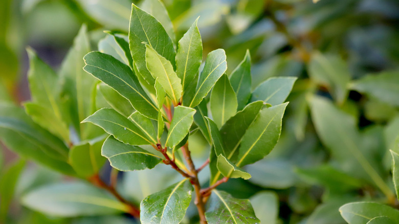 Bay laurel has reddish stems and bright green leaves
