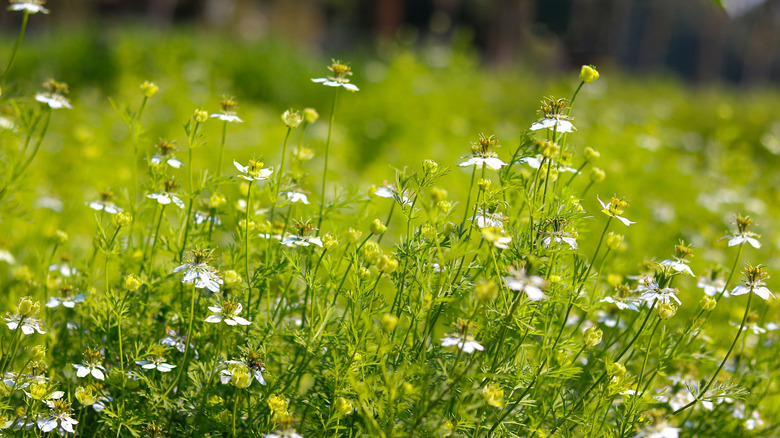 field of black cumin seed plants