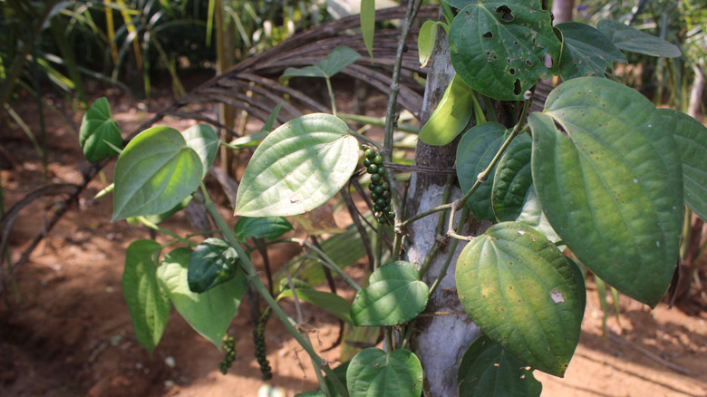 black pepper plant with viny branches