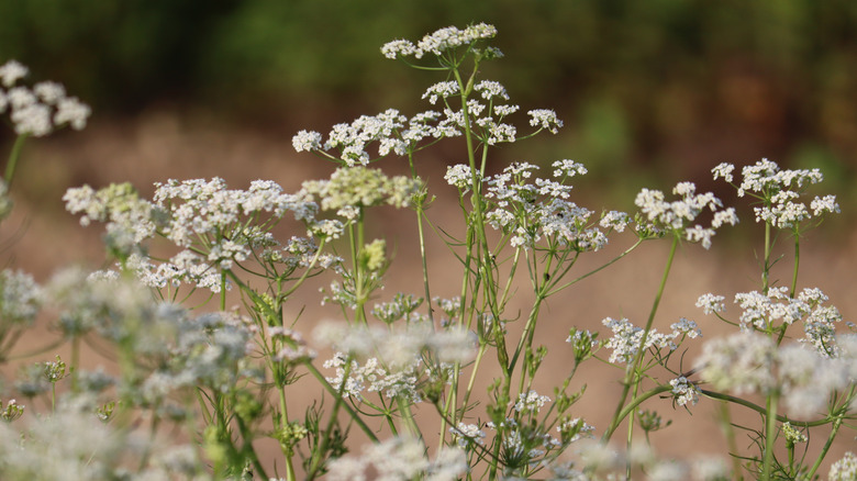 caraway has white umbel flowers like other plants in the carrot family
