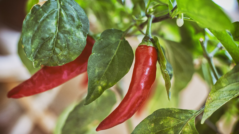 bright red Capsicum annuum peppers for making paprika or chili powder