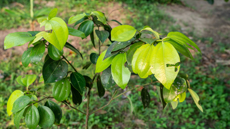 light and dark green leaves of a young cinnamon tree