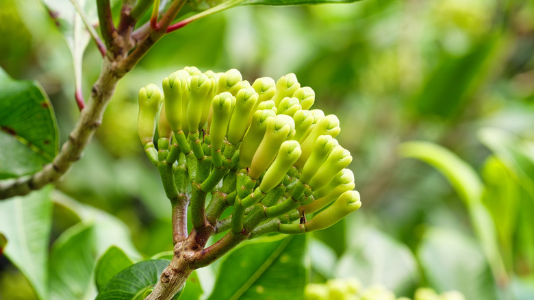 a clove bunch on the end of a branch