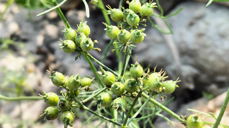 cilantro that has gone to seed becomes coriander seed