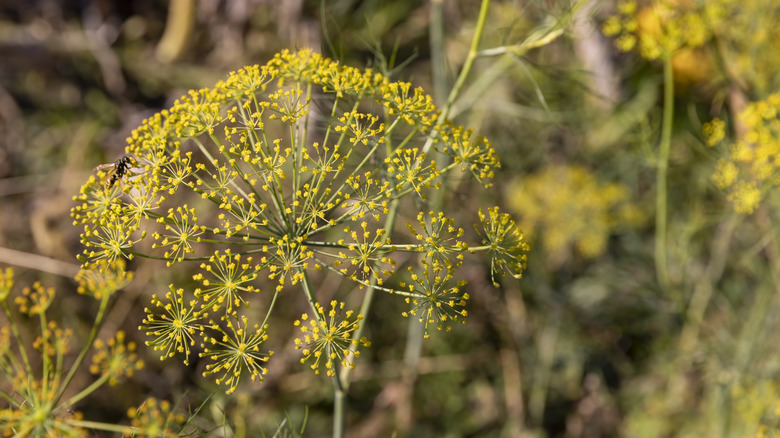 Green unripe dill seeds that can be cropped and harvested for spice