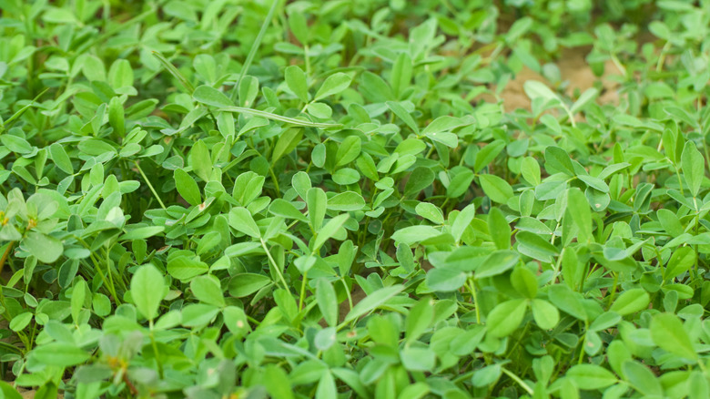 fine green leaves of fenugreek plants