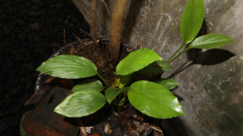 galangal is a tropical plant that looks similar to some houseplants