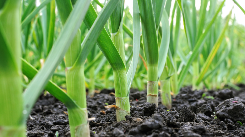 dark green garlic growing in rows in dark brown soil