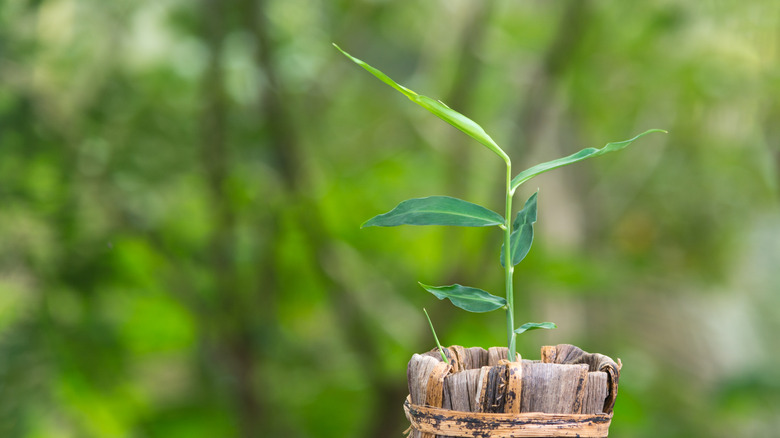 a ginseng plant in a pot is ready to be planted