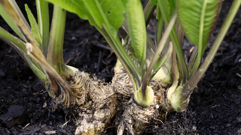 horseradish has thick roots and sword shaped leaves