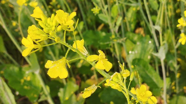 mustard seed comes from the mustard plant, a relative of brocolli and cabbage