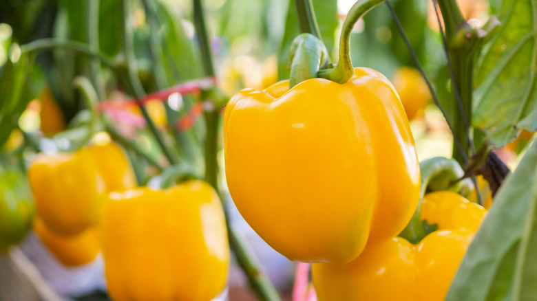 a variety of Capsicum species in the garden