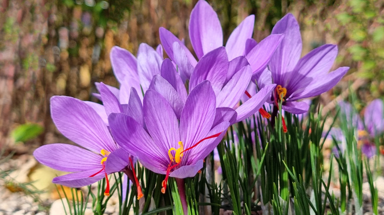saffron comes from the yellow stamens of crocus sativa