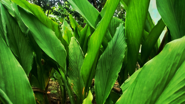 turmeric plant has thick green leaves