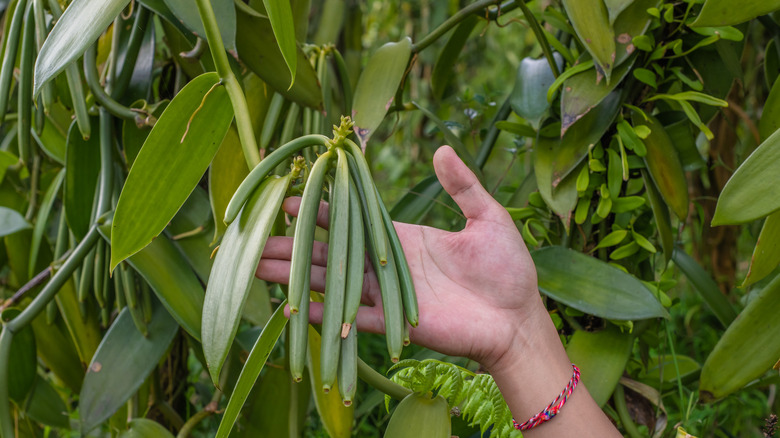 plump green vanilla beans still on the plant