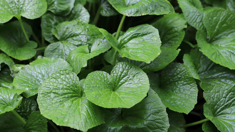bright green leaves of a wasabi plant