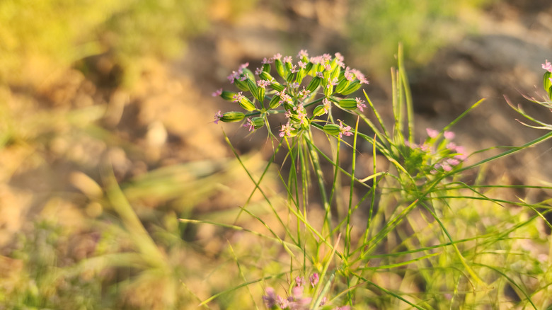 Cuminum cyminum going to seed is still green with pinkish purple florets